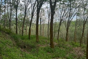 Johol Kepis Rubber Land