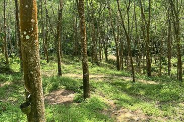 Johol Kepis Rubber Land