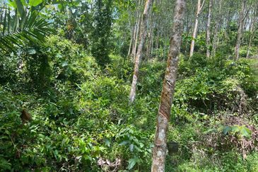 Johol Kepis Rubber Land