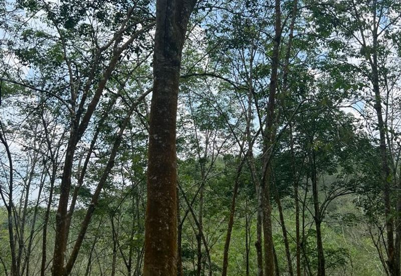 Johol Kepis Rubber Land