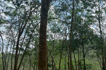 Johol Kepis Rubber Land