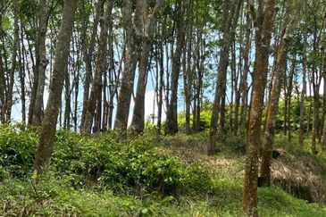 Johol Kepis Rubber Land