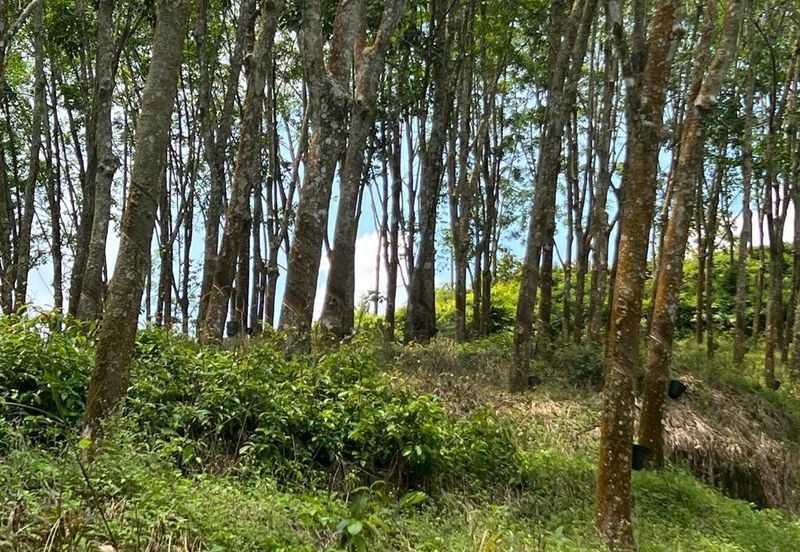 Johol Kepis Rubber Land