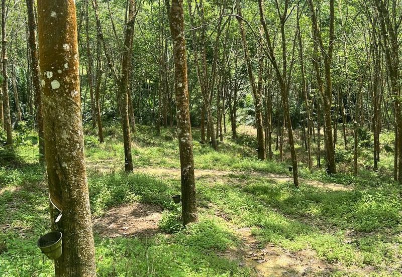 Johol Kepis Rubber Land