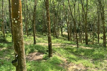 Johol Kepis Rubber Land