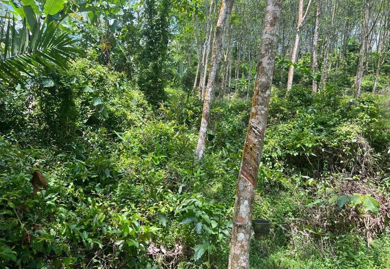 Johol Kepis Rubber Land