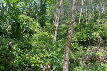 Johol Kepis Rubber Land