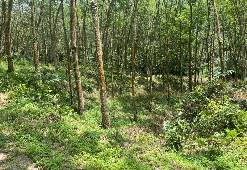 Johol Kepis Rubber Land