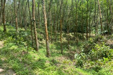 Johol Kepis Rubber Land