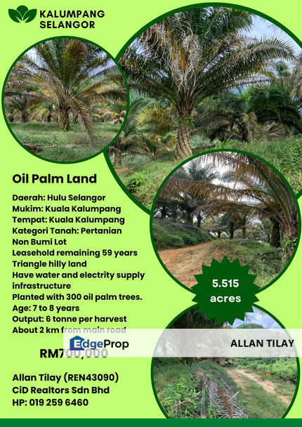 Kalumpang Non Bumi Oil Palm Land, Selangor, Kerling