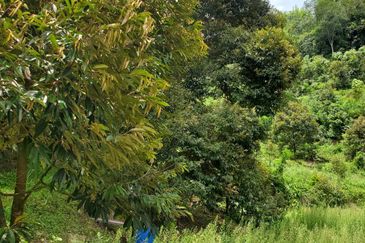 Bentong Durian Land Road Frontage