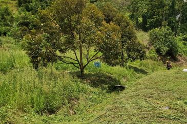 Bentong Durian Land Road Frontage