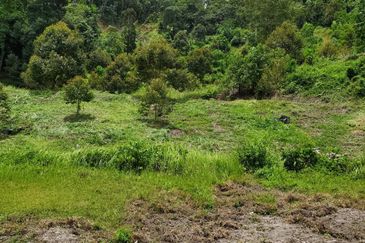 Bentong Durian Land Road Frontage
