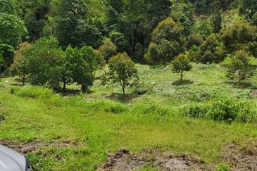 Bentong Durian Land Road Frontage
