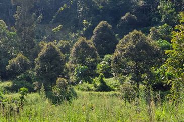 Bentong Durian Land Road Frontage