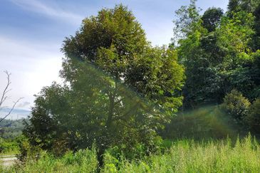 Bentong Durian Land Road Frontage
