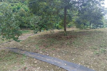 Bentong Durian Land Road Frontage