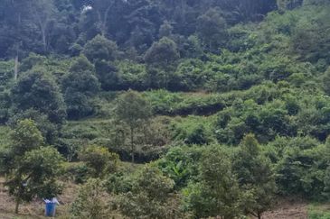 Bentong Durian Land Road Frontage