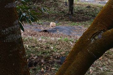 Bentong Durian Land Road Frontage