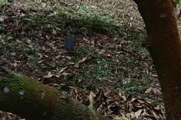 Bentong Durian Land Road Frontage