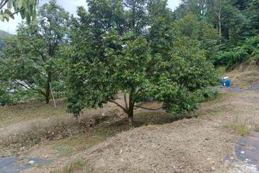 Bentong Durian Land Road Frontage