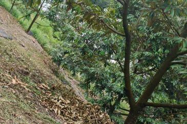 Bentong Durian Land Road Frontage