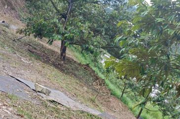 Bentong Durian Land Road Frontage