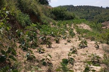 Dong Bukit Kemuning Dusun Land