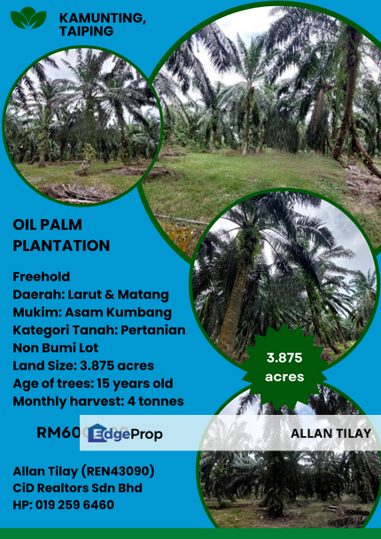 Kamunting Air Putih Oil Palm Plantation , Perak, Kamunting