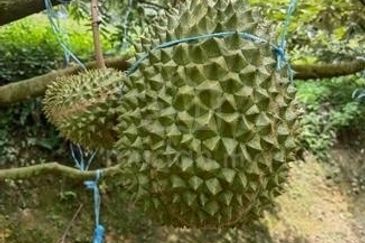 Bentong Durian