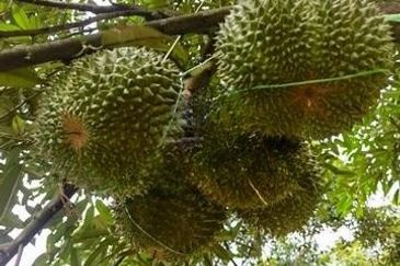 Bentong Durian