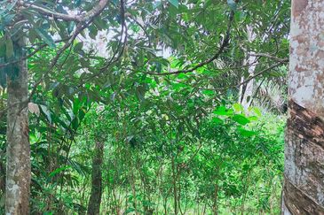 Vacant Agricultural Land @ Kuala Pilah