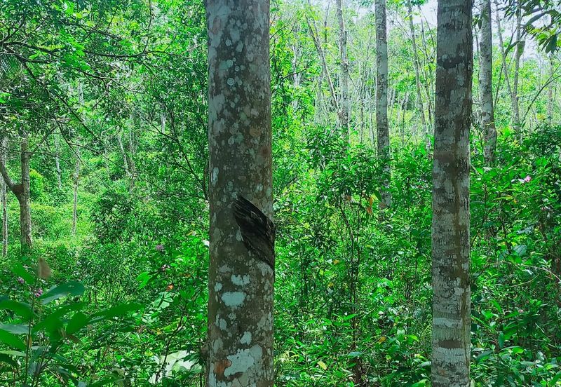 Vacant Agricultural Land @ Kuala Pilah