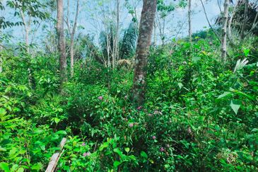 Vacant Agricultural Land @ Kuala Pilah