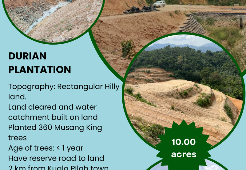 Durian Land @ Kuala Pilah (Near Town)