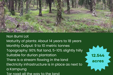 Oil Palm Plantation @ Parit Perak