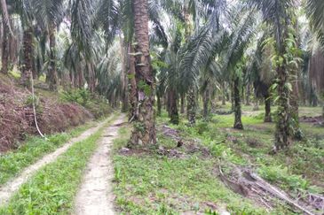 Oil Palm Plantation @ Parit Perak
