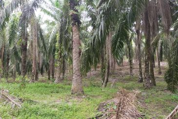 Oil Palm Plantation @ Parit Perak