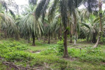 Oil Palm Plantation @ Parit Perak