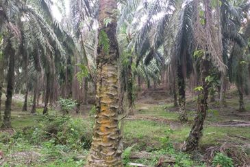 Oil Palm Plantation @ Parit Perak