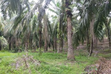 Oil Palm Plantation @ Parit Perak