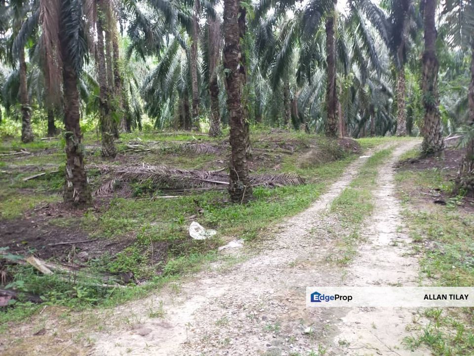 Oil Palm Plantation @ Parit Perak, Perak, Parit