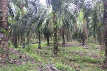 Oil Palm Plantation @ Parit Perak