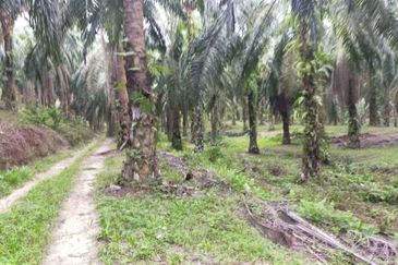 Oil Palm Plantation @ Parit Perak