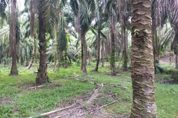 Oil Palm Plantation @ Parit Perak