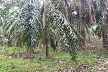 Oil Palm Plantation @ Parit Perak