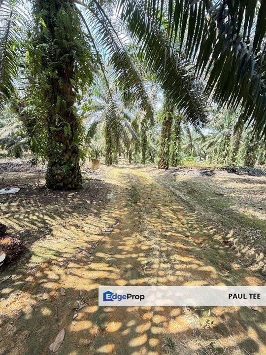 Layang Layang Agriculture Land For Sale, Johor, Kulai