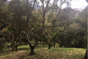 Raub Durian Orchard With Luxury Residential Bungalow For Sale