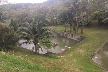 Raub Durian Orchard With Luxury Residential Bungalow For Sale