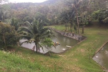 Raub Durian Orchard With Luxury Residential Bungalow For Sale